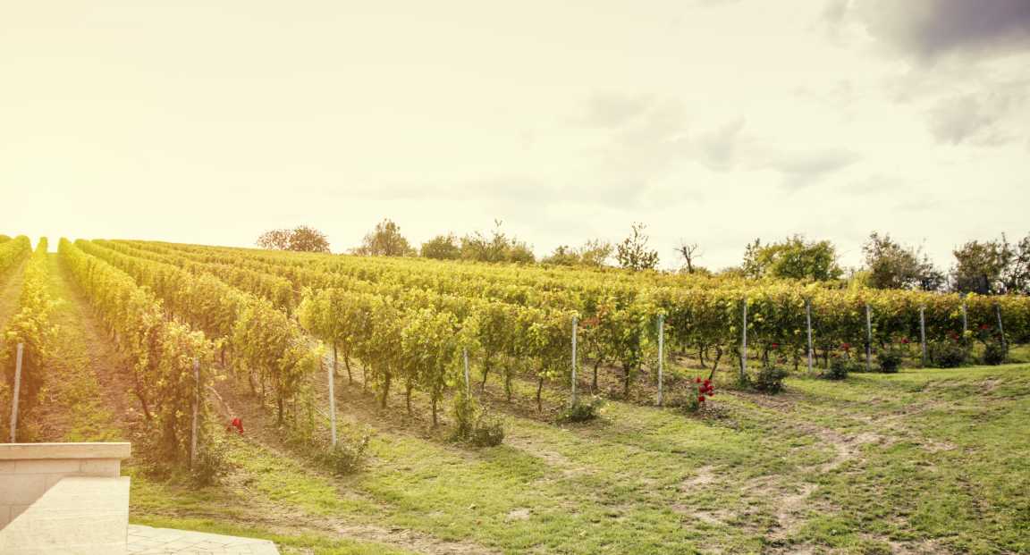 Taste Local Wines and Hungarian Food Just Outside Budapest