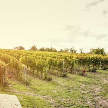 Taste Local Wines and Hungarian Food Just Outside Budapest