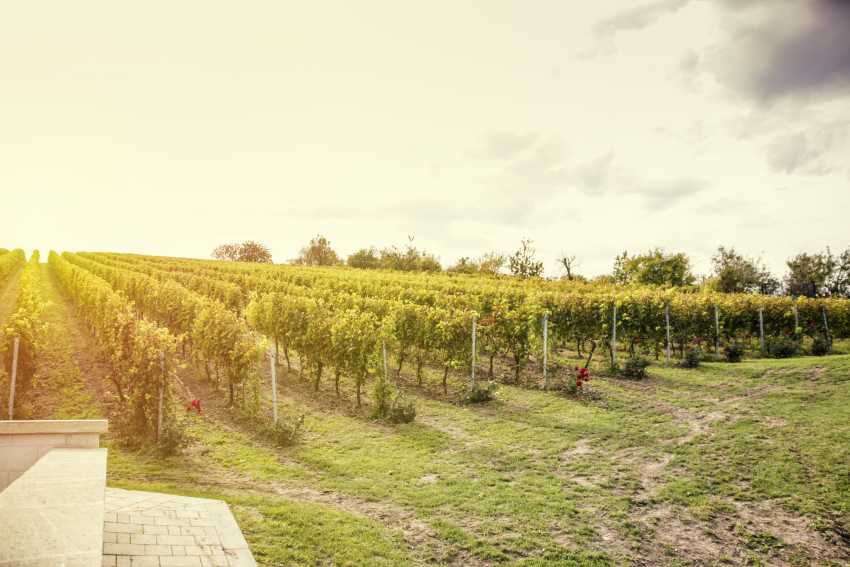 special wine region near Budapest