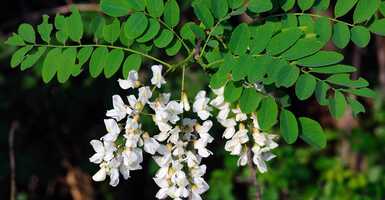 Bemutatjuk, hogy milyen területen tudod felhasználni az akácfát!  Bemutatjuk, hogy milyen területen tudod felhasználni az akácfát!