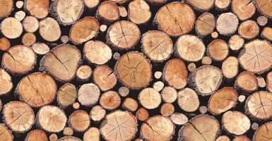Bemutatjuk, hogy mire érdemes figyelned, ha tűzifát vásárolsz! 