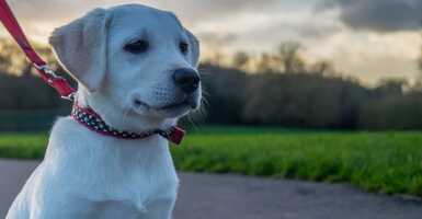 Hova menj kutyáddal Budapesten