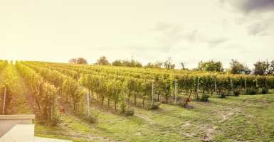 special wine region near Budapest